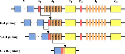 Two Step Selection for Bias in β Chain V-J Pairing